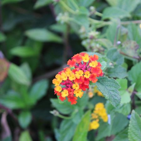 Quintinha Da Romana 卡马拉-德洛布什 外观 照片